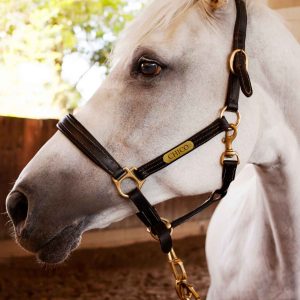 Horse ID Name Plate