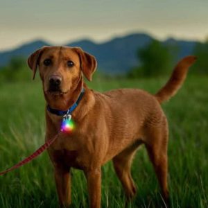 SpotLit Rechargeable LED Clip-on Dog Collar Light
