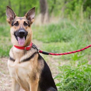 Braided Snap Leash