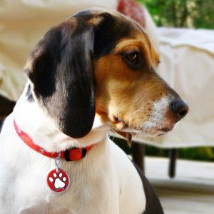 Colorful Designer Round Dog ID Tags by Andrew - 9 Designs