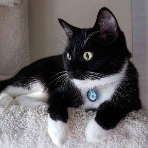 Colorful Designer Round Cat ID Tags by Andrew - 7 Designs