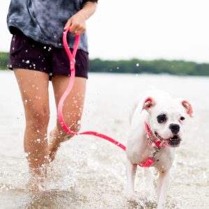 Personalized Reflective Waterproof Safety NamePlate Collar