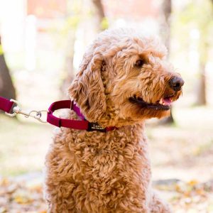 Nylon Engraved Buckle Martingale Collar