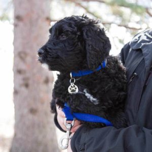 Nylon Pup Pack: Nylon ScruffTag Collar & Matching Leash Bundle