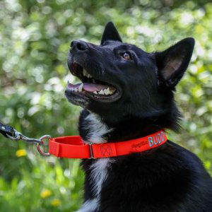 Custom Embroidered Nylon Martingale Collar