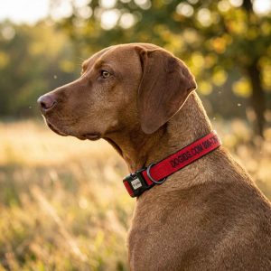 Custom Embroidered Canvas Dog Collar