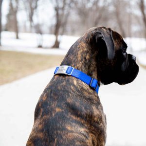Nylon ScruffTag Personalized Dog Collar