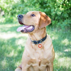 Glitter Enamel Round Dog ID Tags - 3 Designs