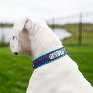 Fusion Waterproof Padded Dog Collar with Name Plate